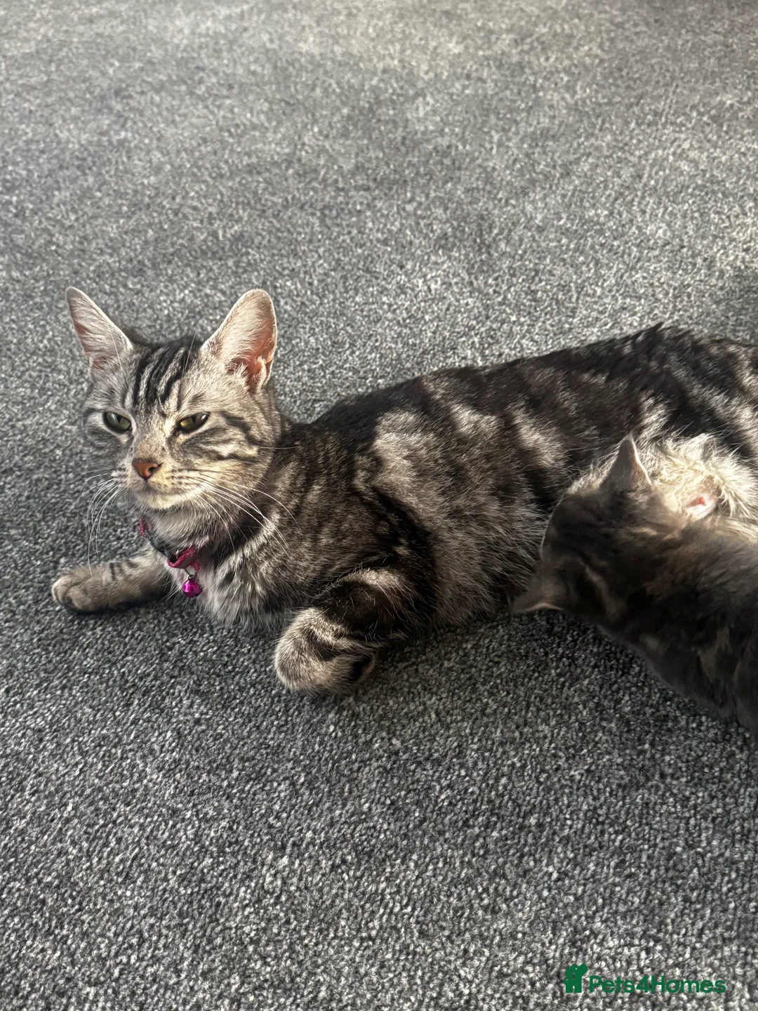 British Longhair cats for sale: Kittens - Advert 26