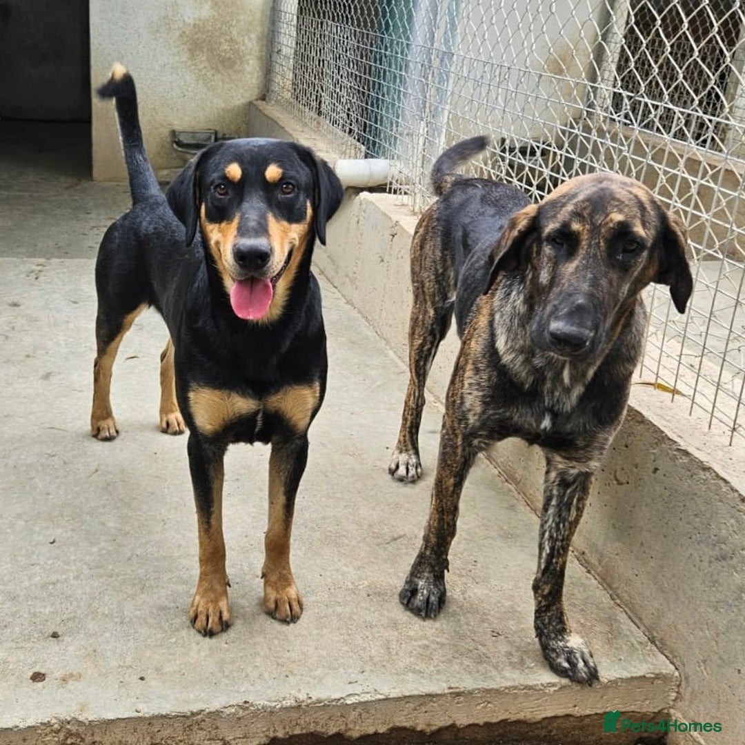 Mixed Breed dogs for adoption: Parker (Hound mix) - Image 11