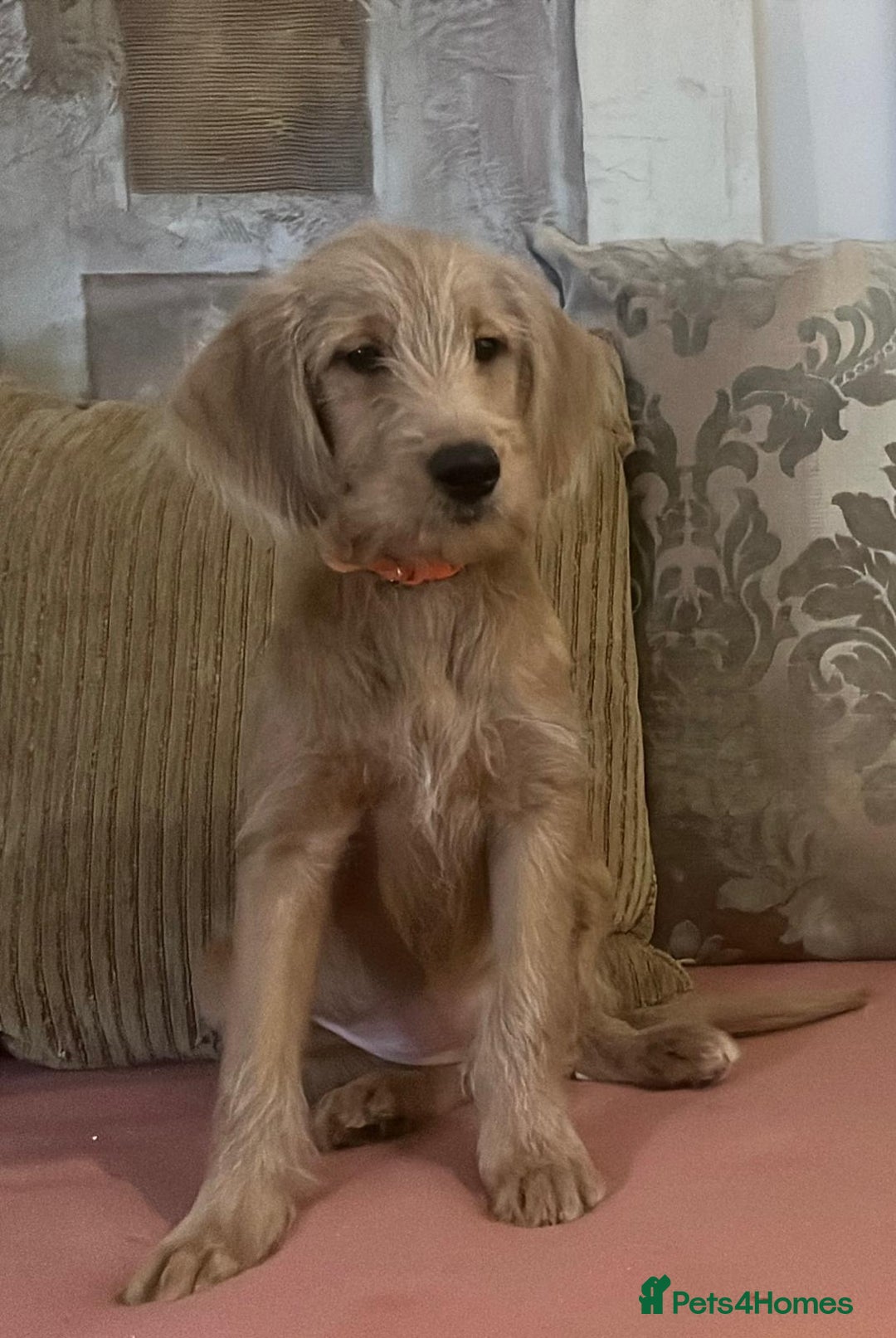 Labradoodle dogs for sale: Absolutely beautiful Labradoodles - Advert 9