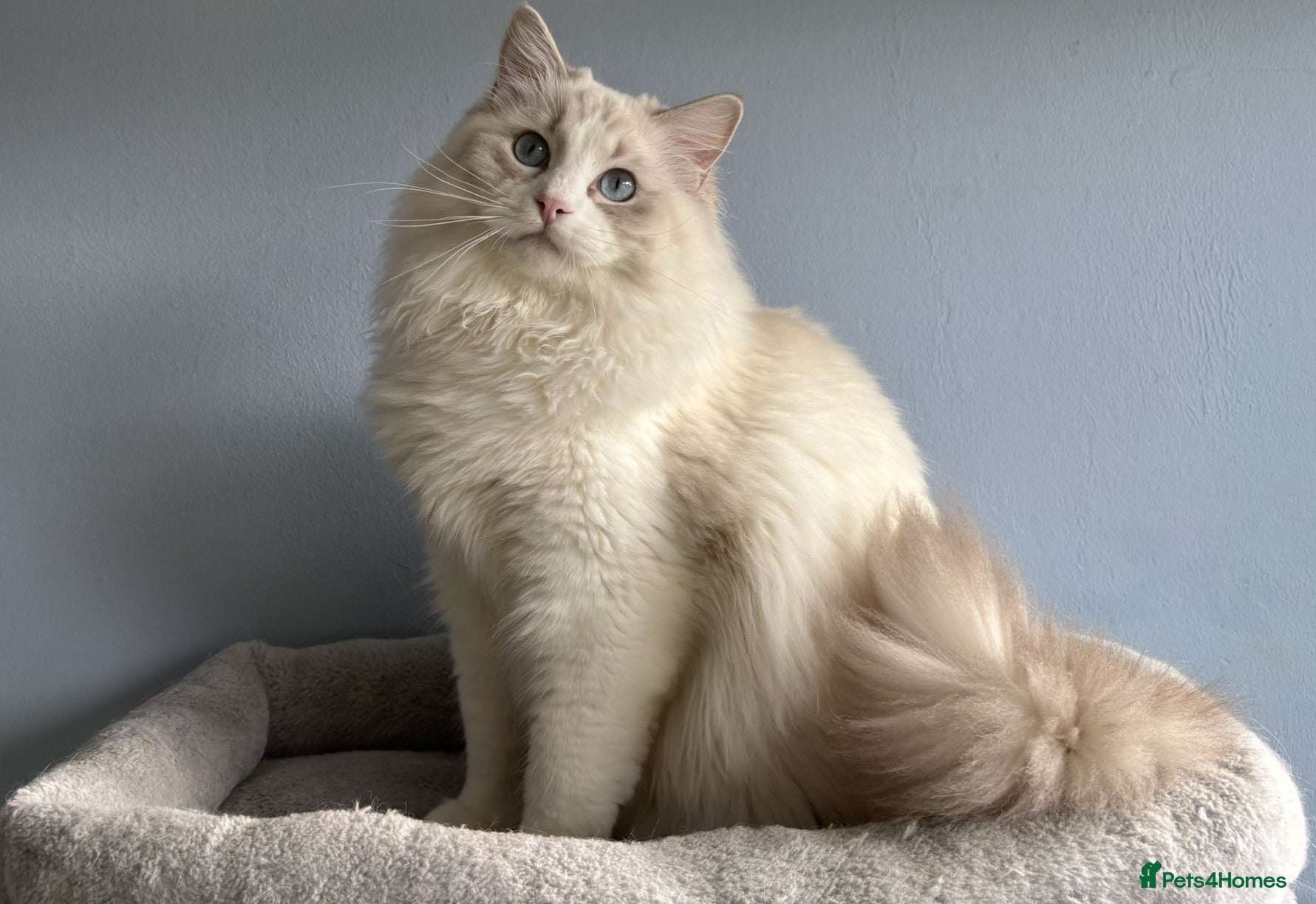 Ragdoll cats The last Boy Pedigree Ragdoll  Available - Advert 8