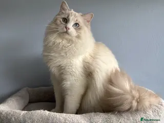 Ragdoll cats The last Boy Pedigree Ragdoll Available - Advert 18
