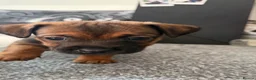 Jackshund dogs for sale: Jack Russell X Dachshund pups - Advert 17