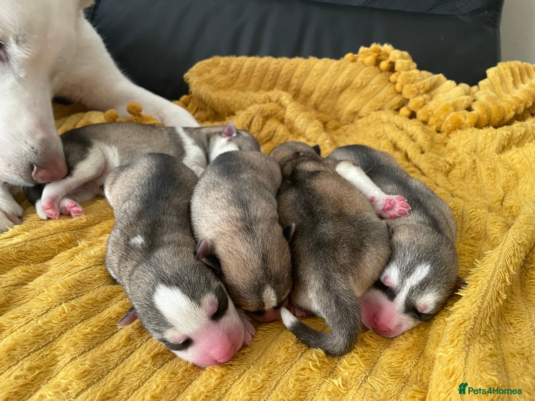 Siberian Husky dogs for sale: Siberian Husky puppies ❤️ - Image 22