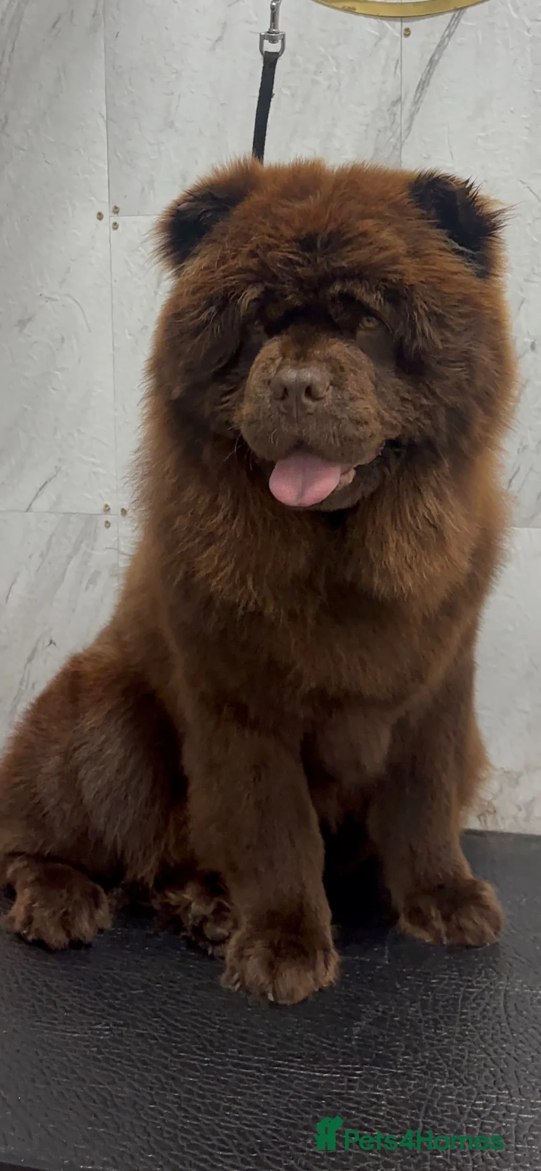 Chow Chow dogs for sale: Bear - Chocolate Chow Chow - Advert 2