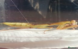 Praying Mantis invertebrates for sale: Mixed inverts mantis and more - Advert 10