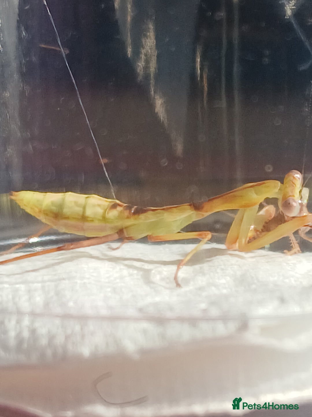 Praying Mantis invertebrates for sale: Mixed inverts mantis and more - Advert 10