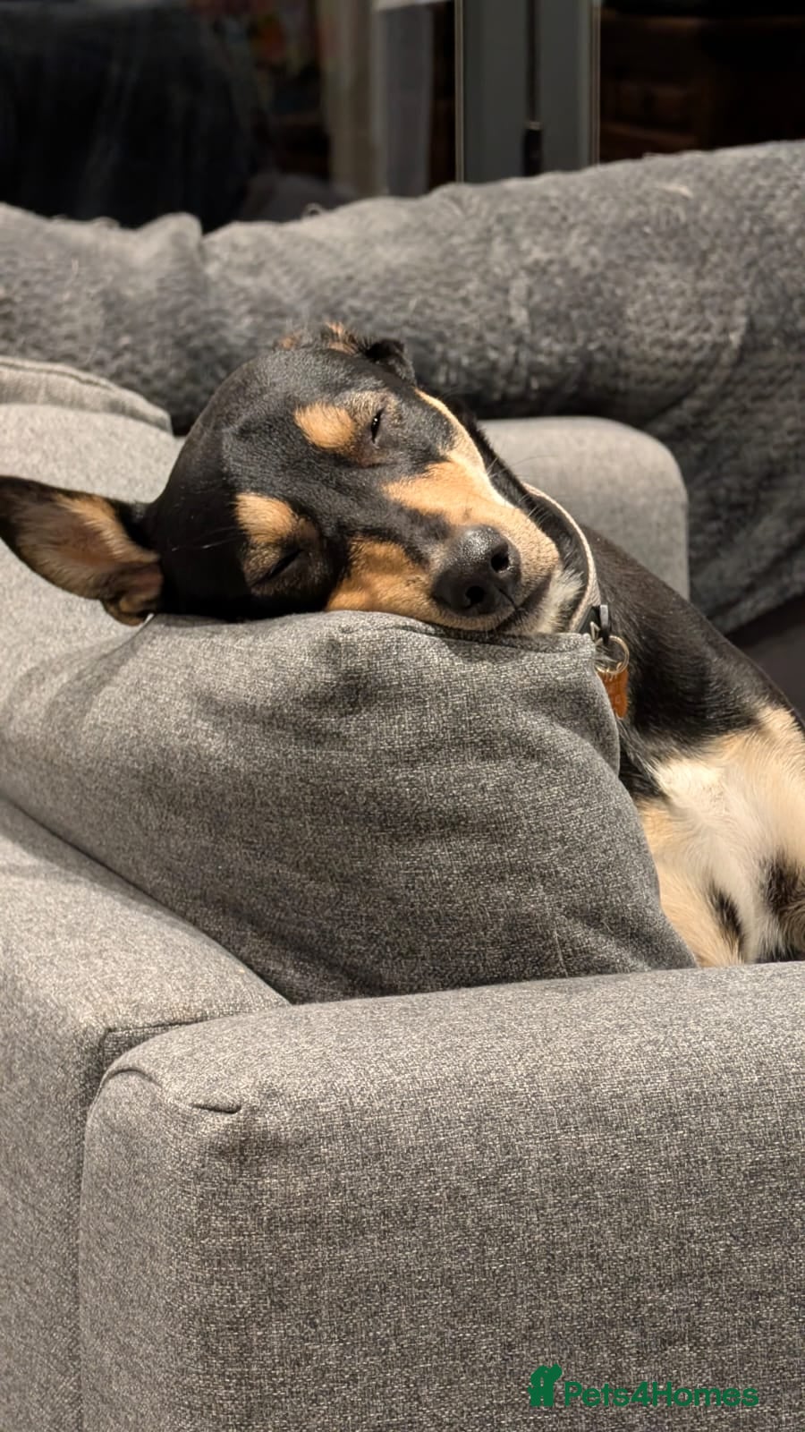 Mixed Breed dogs Oreo - very sweet lad - Advert 1