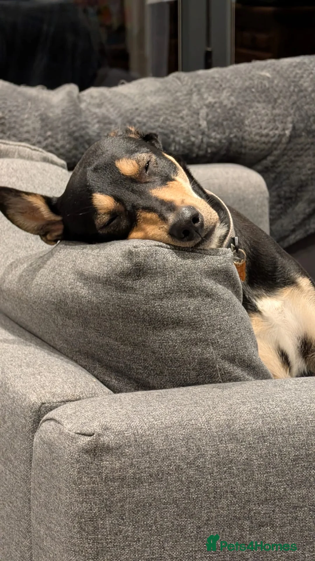 Mixed Breed dogs for adoption: Oreo - very sweet lad - Advert 1