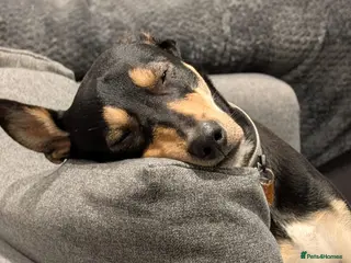 Mixed Breed dogs Oreo - very sweet lad - Advert 2