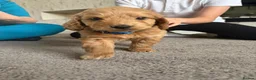 Cockapoo dogs for sale: Gorgeous f1 cockapoo boy pup  in Newcastle upon Tyne - Advert 5