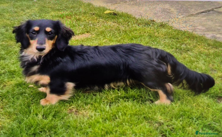 Miniature Dachshund dogs - Advert 2