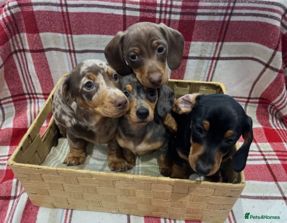 Miniature Dachshund dogs  Four Stunning Miniature Dachshund Puppies - Advert 1