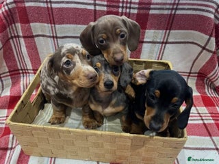 Miniature Dachshund dogs Four Stunning Miniature Dachshund Puppies - Advert 1