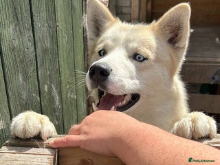 Siberian Husky dogs Male husky 23months old - Advert 1