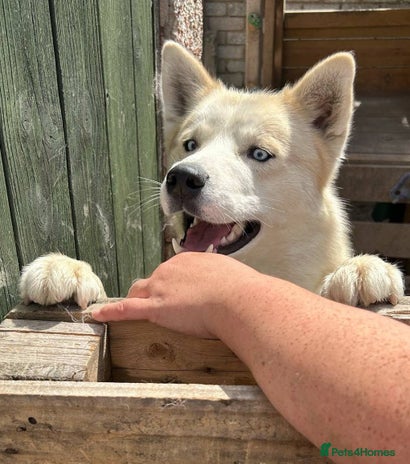 Siberian Husky dogs Male husky 23months old - Advert 1