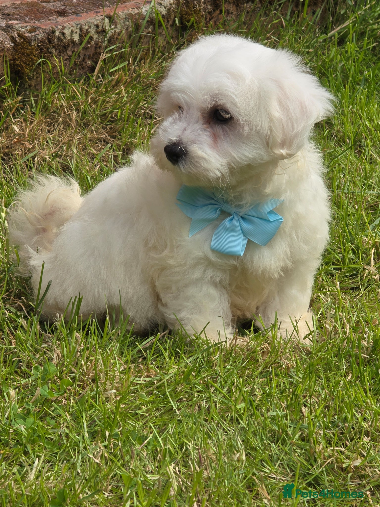 Maltese dogs 🐾Only 1 boy left🐾 - Advert 1