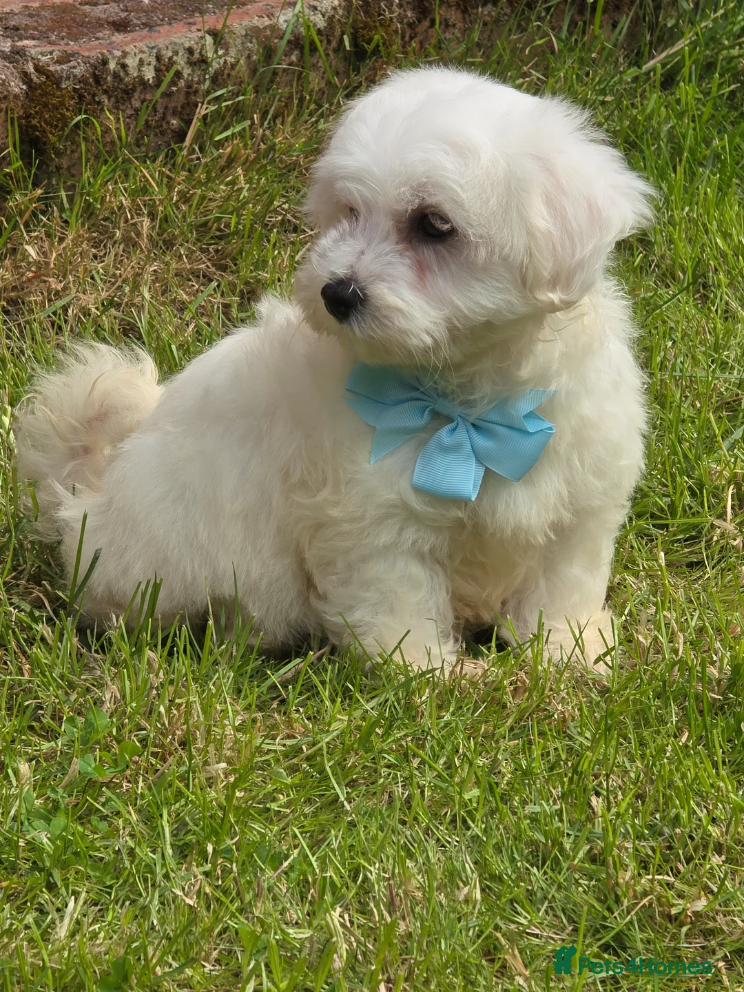 Maltese dogs for sale: 🐾Only 1 boy left🐾 - Advert 1