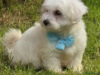 Maltese dogs 🐾Only 1 boy left🐾 - Advert 1