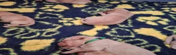 Labrador Retriever dogs for sale: KC REGISTERED WORKING LINE YELLOW LABRADOR PUPS - Advert 5