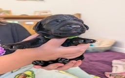 Springador dogs for sale: Beautiful Springador Puppies - Image 8