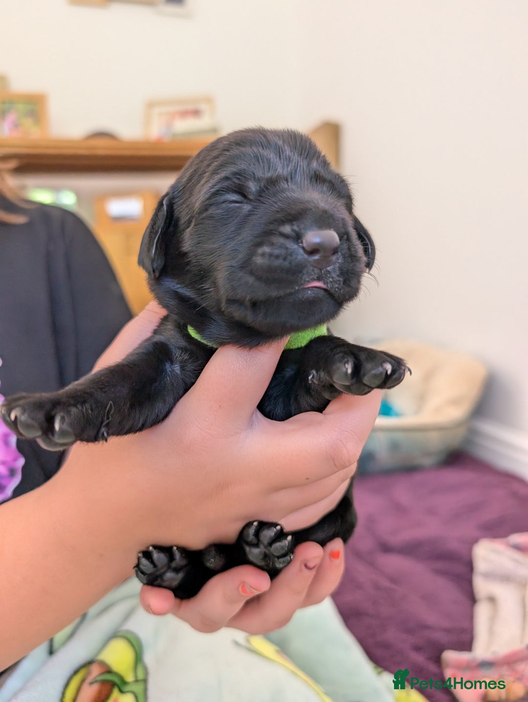 Springador dogs for sale: Beautiful Springador Puppies - Image 8
