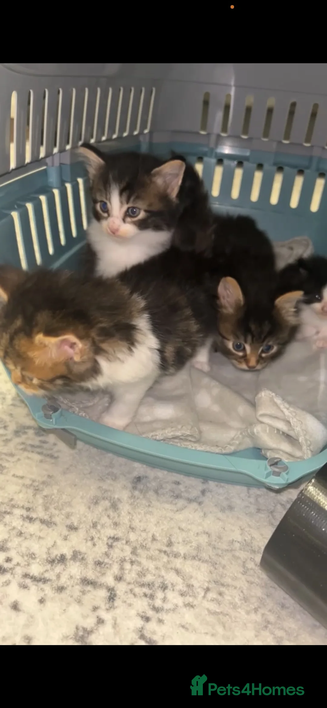 Mixed Breed cats for sale: Kittens for sale 3  in Leicester - Advert 1