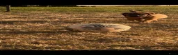 Boerboel dogs for sale: Dee Bradbury - Advert 10
