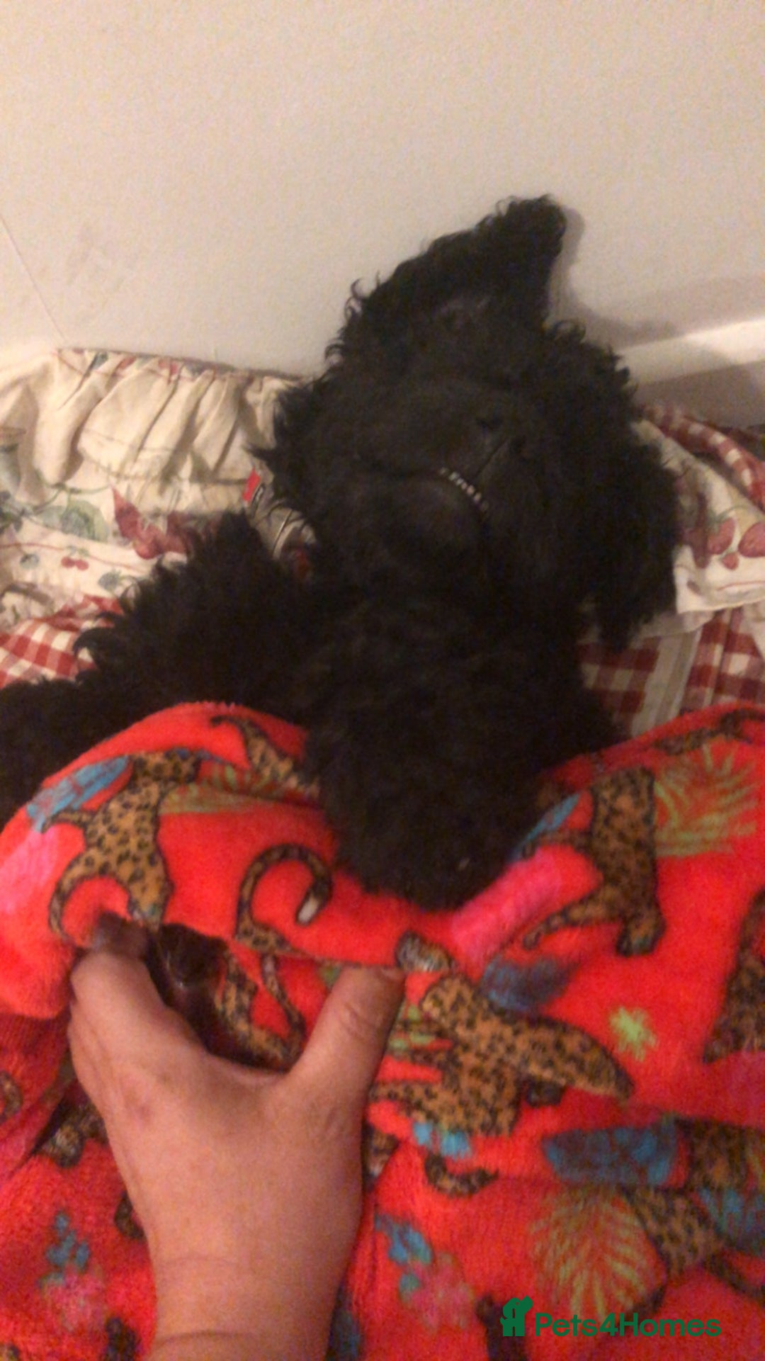 Cockapoo dogs for sale: Lucky  - Image 3