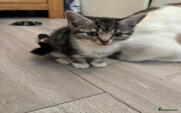 Mixed Breed cats for sale: Ragamese x Russian Blue - Image 11