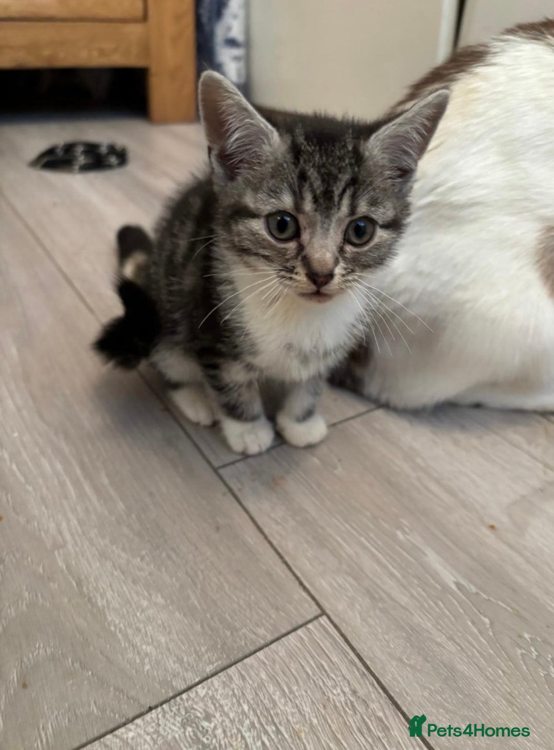 Mixed Breed cats for sale: Ragamese x Russian Blue - Image 11
