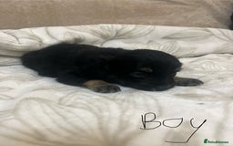 Chihuahua dogs for sale: 6 adorable chihuahuas - Image 6