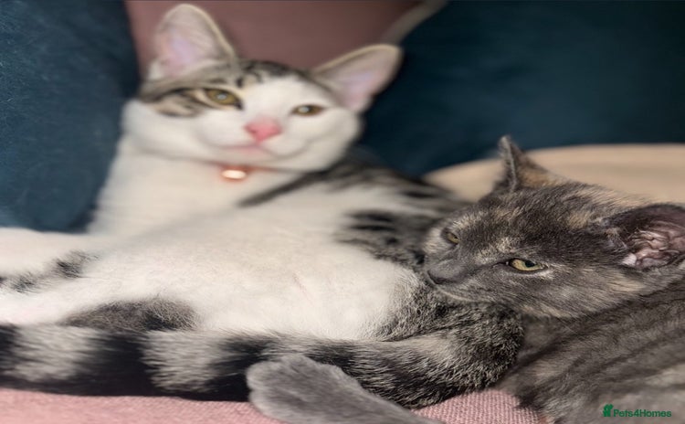 Mixed Breed cats - Advert 4