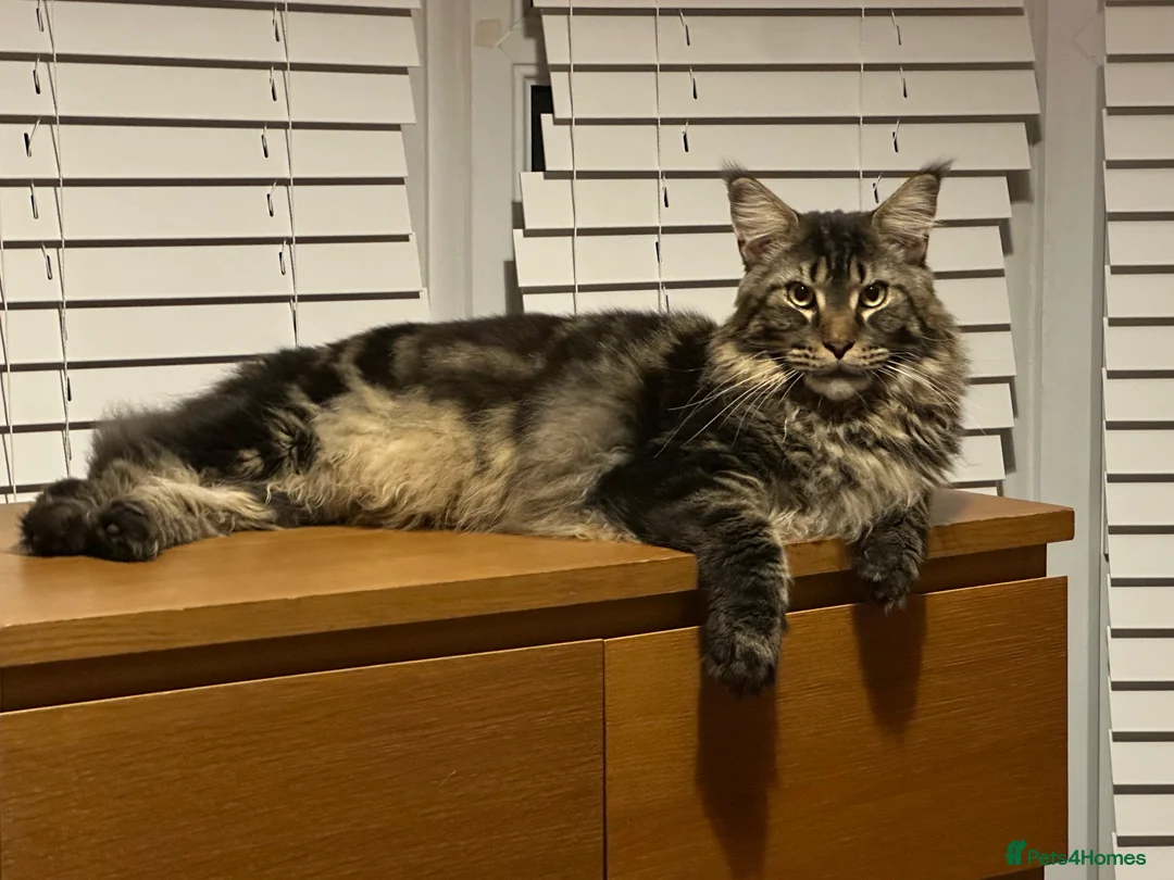 Maine Coon cats for sale: Pure Maine Coon 2 years old boy  - Advert 4
