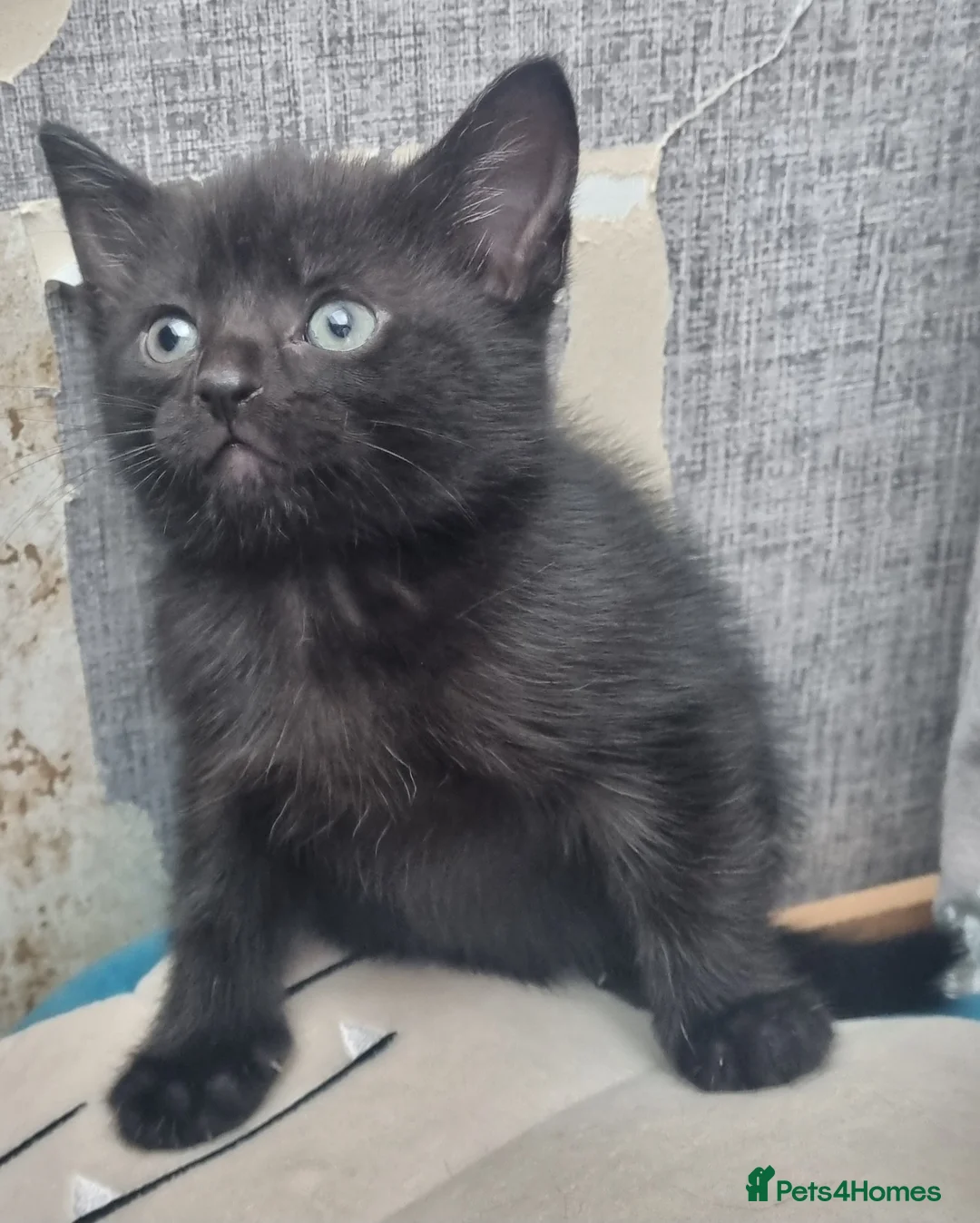 Brazilian Shorthair cats for sale: 4 gorgeous kittens - Advert 2