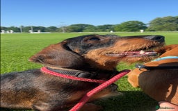Dachshund dogs for stud: COI 0% North Yorkshire Wire Haired Dachshund Stud - Image 8