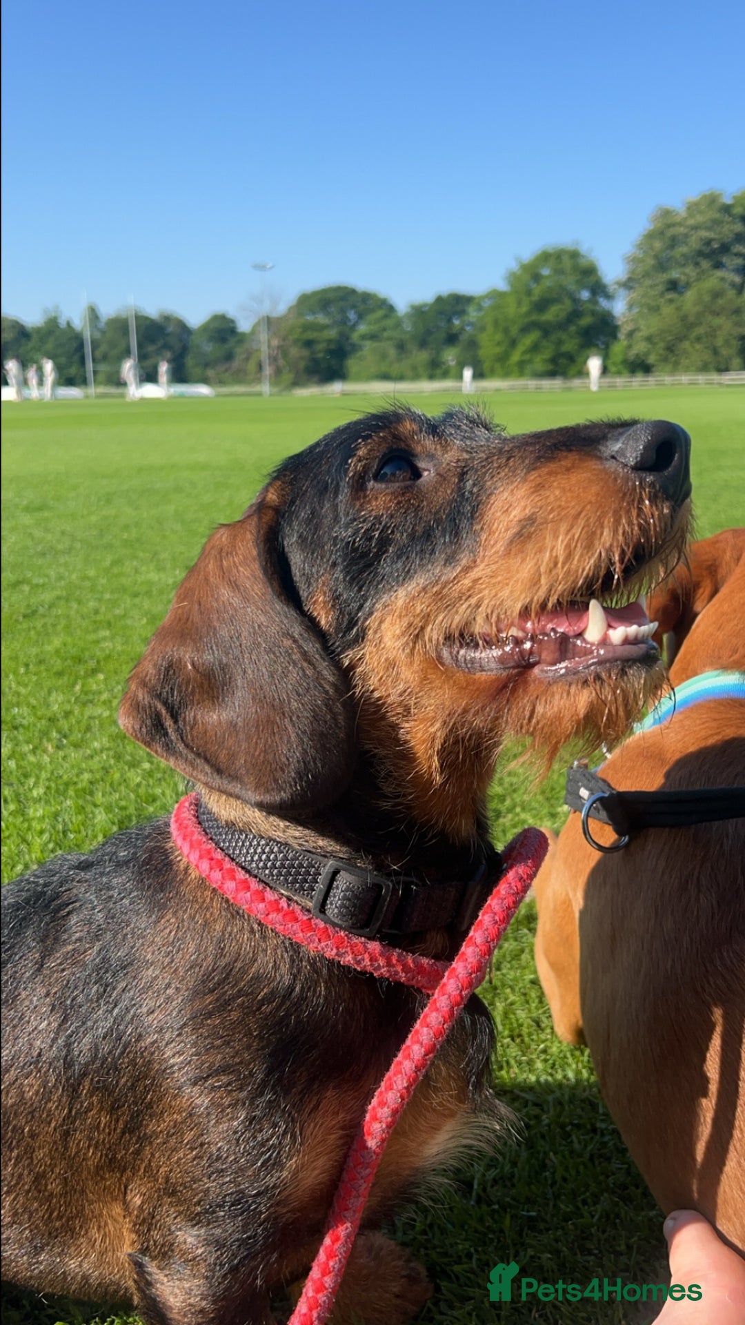 Dachshund dogs for stud: COI 0% North Yorkshire Wire Haired Dachshund Stud - Image 8