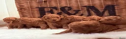 Cavapoo dogs for sale: Stunning deep red TOY cavapoo pups - Advert 16