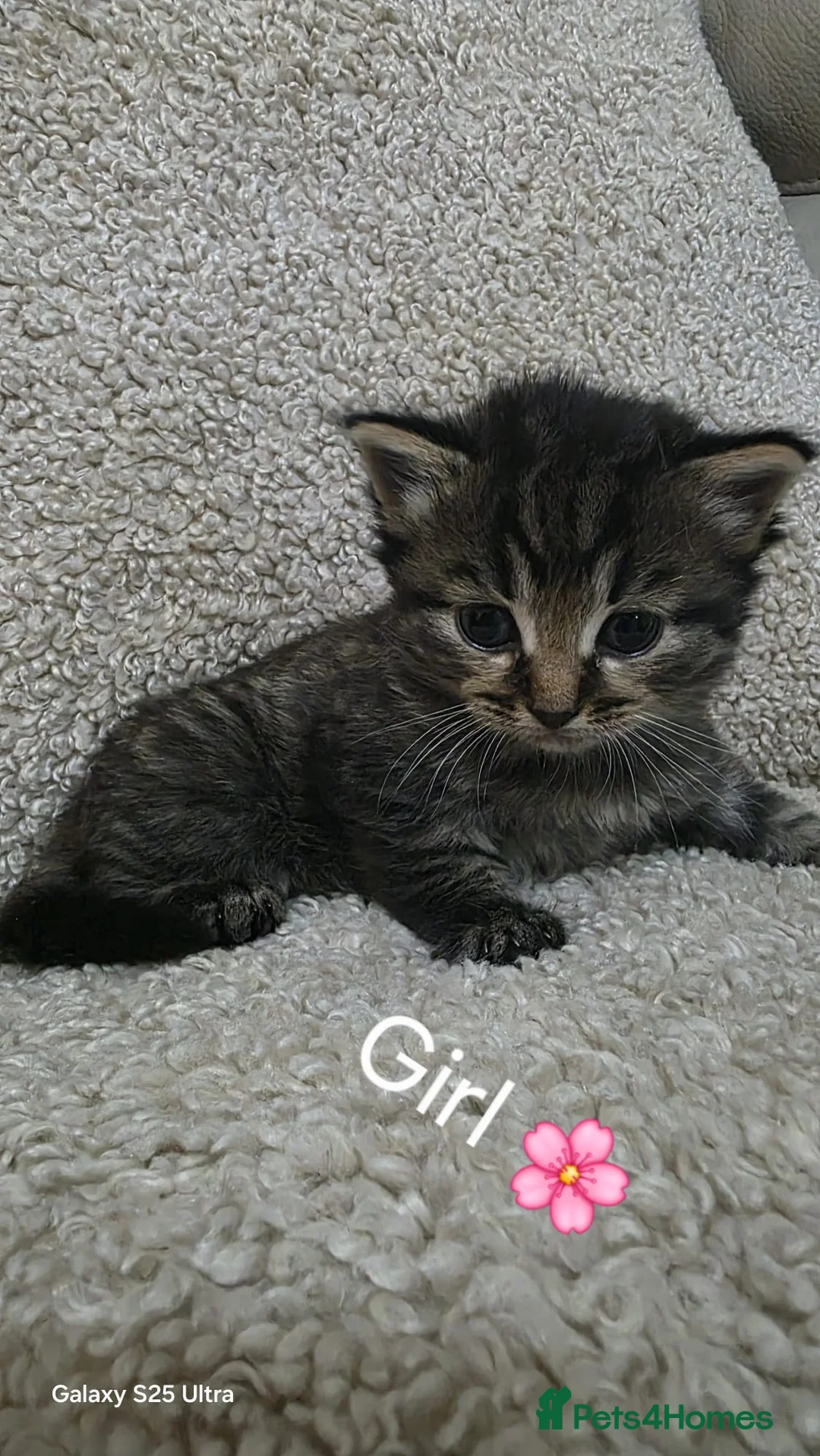 Domestic Shorthair cats for sale: 😺5 beautiful playful kittens 😺 in Ashford - Advert 2