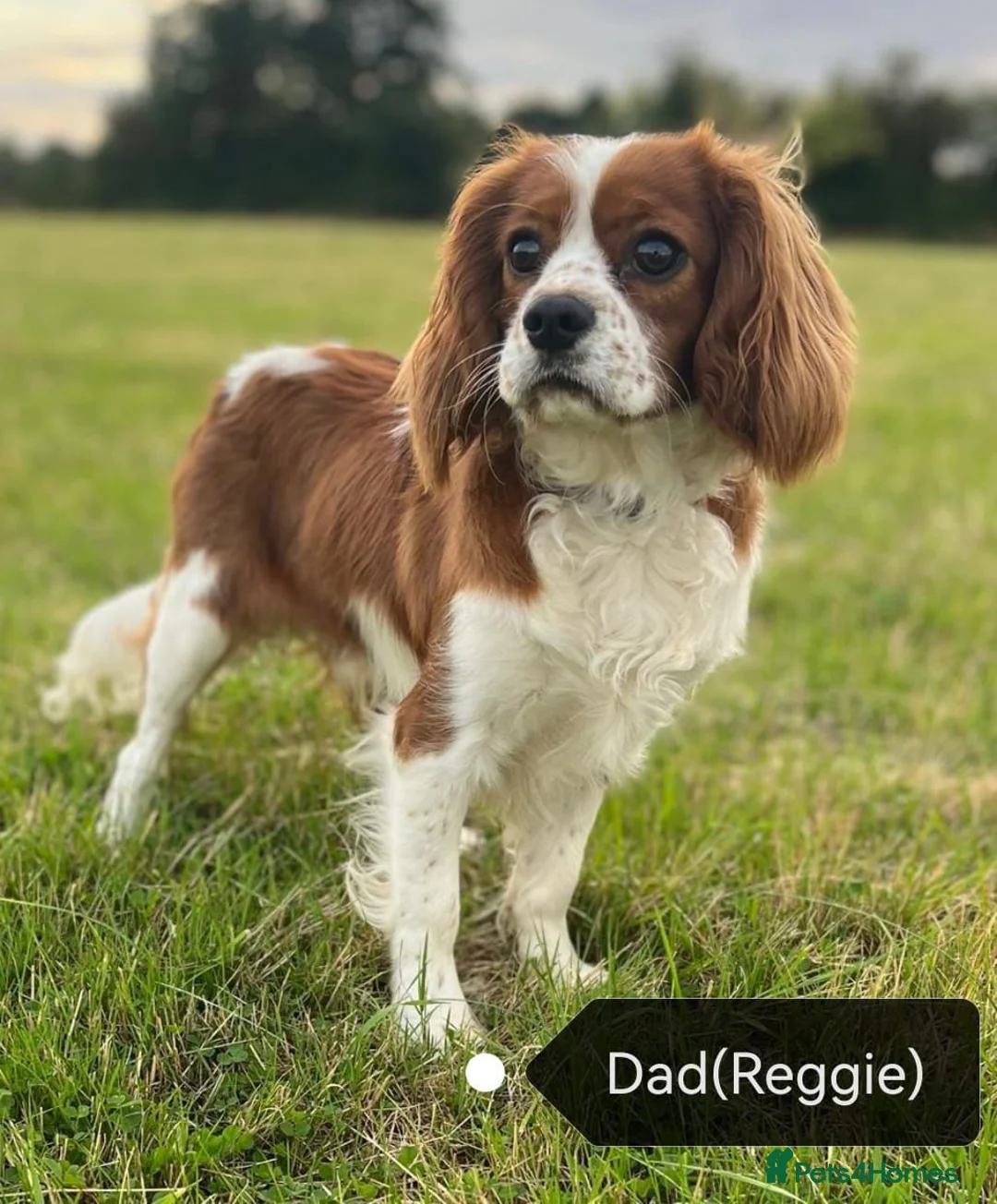 Cavapoo dogs for sale: ⭐⭐⭐⭐⭐ F1 Cavapoo puppies Health tested parents.  - Advert 10