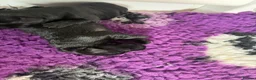 Miniature Schnauzer dogs for sale: Stunning black litter - Advert 7