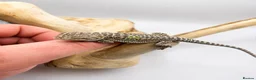 Bearded Dragon reptiles for sale: Bearded Dragon Hatchlings – Black Country Dragons - Advert 7