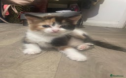 Mixed Breed cats for sale: Black-white male and calico female - Image 2
