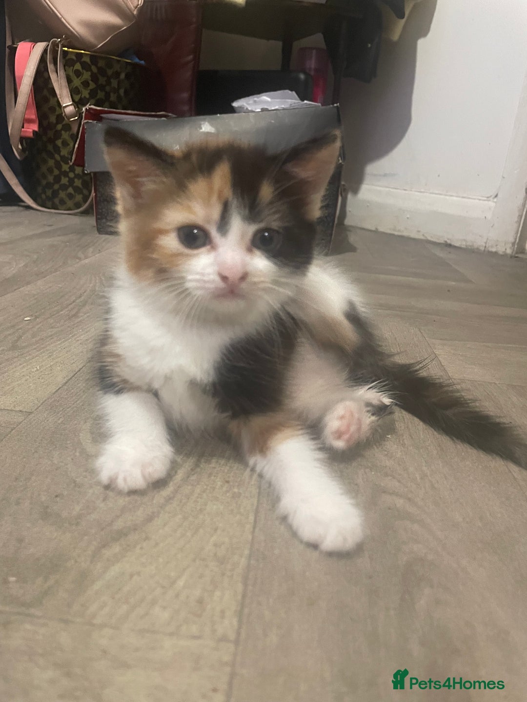 Mixed Breed cats for sale: Black-white male and calico female - Image 2