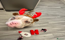 Mixed Breed dogs for sale: French/pocket bulldog  - Image 11