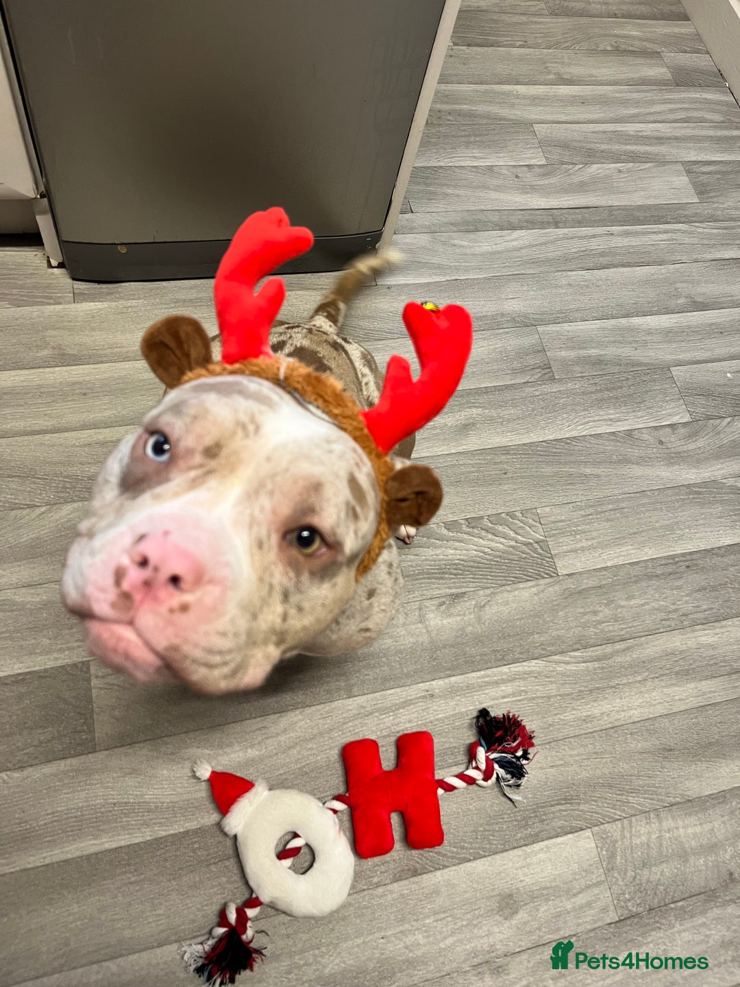 Mixed Breed dogs for sale: French/pocket bulldog  - Image 11