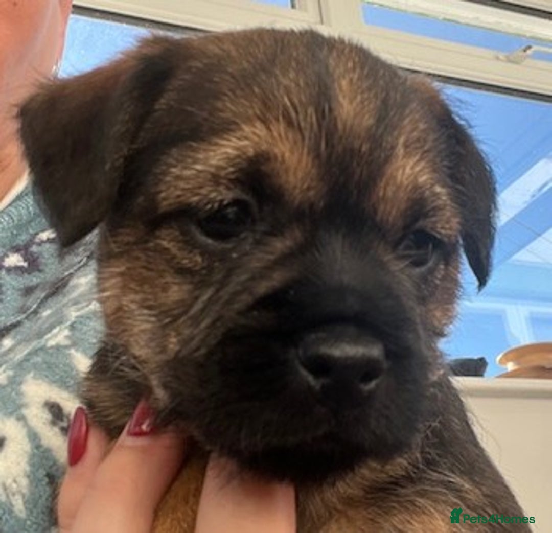 Border Terrier dogs for sale: 2 Beautiful Border Terrier Bitches - NOW RESERVED - Advert 6