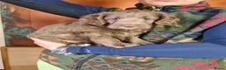 Labradoodle dogs for sale: Beautiful Miniature Labradoodle Puppies for Sale - Advert 24