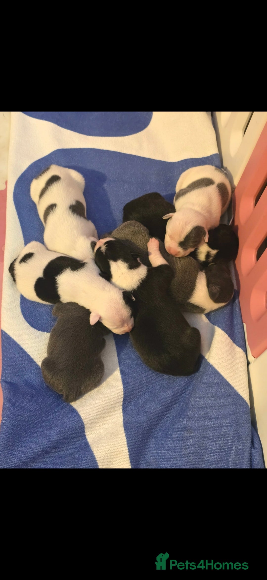 Staffordshire Bull Terrier dogs for sale: Staffordshire terrier puppies  - Advert 4