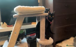 Bombay cats for sale: 2 female kittens for FREE - Image 5