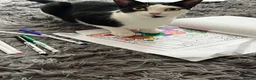 Domestic Shorthair cats for sale: REHOME - Small Domestic Shorthair Female - Advert 2